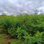 Black Locust Turbo 30-9-24