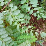 Black locust Turbo damage leaves 30-9-24