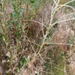 Willow 0.5 deer damage
