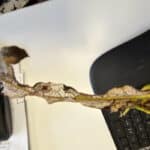 Willow - Skeleton - insect damage