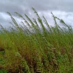 Willow variety trial 30-9-24