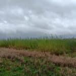 Willow variety trial 30-9-24