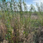 Willow variety trial 30-9-24