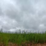 Willow variety trial 30-9-24