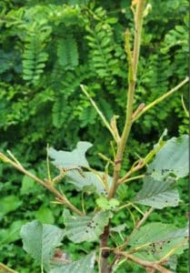 predated leaves