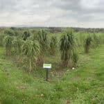2023 variety trial