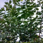 Black Locust canopy