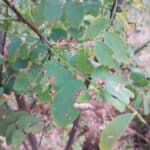 Insect damage on Black Locust