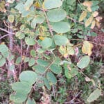 Yellowing of black locust leaves