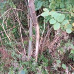 Deer damage on black locust