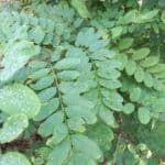 Black locust leaves