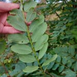 Underside of black locust leaves