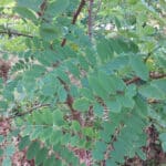Black locust leaves