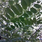 Black locust canopy
