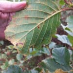 Rust on alder
