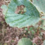 Insect damage on alder