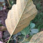 Rust on alder