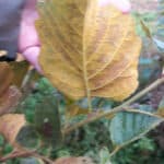 Rust on alder