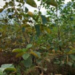 Rust and senescence on alder
