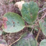 Insect damage on alder