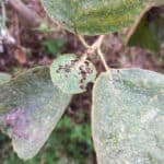 Insect damage on alder