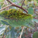 Leaf spot on alder