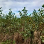 Alder