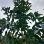 Eucalyptus at Auchincruive, Sept. 2024