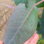 Tiny larvae on Eucalyptus