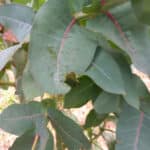 Insect damage on Eucalyptus