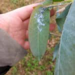 Mealybugs? (on Eucalyptus)