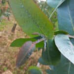 Mealybugs/aphids on Eucalyptus