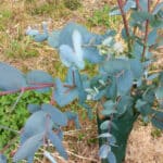 Eucalyptus gunni (no aphids!)