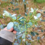 New growth on Eucalyptus