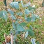 Clean Eucalyptus leaves