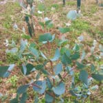 Clean Eucalyptus leaves