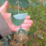 Mealybugs on Eucalyptus