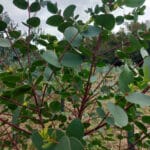 Clean Eucalyptus leaves