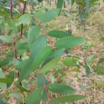 Clean Eucalyptus leaves