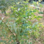 Clean Eucalyptus leaves