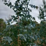 Eucalyptus denticulata