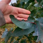 Insect damage on Eucalyptus