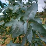 Puckering of leaves