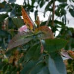 Black aphids on Eucalyptus
