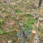 Deer damage on Eucalyptus