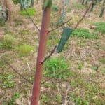 Stripped branches on Eucalyptus