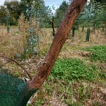 Tree guard damage?