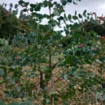 Healthy Eucalyptus at Auchincruive, Sept. 2024