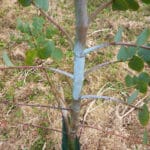White powdery fungus on Eucaluyptus