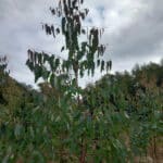 Droopy leaves